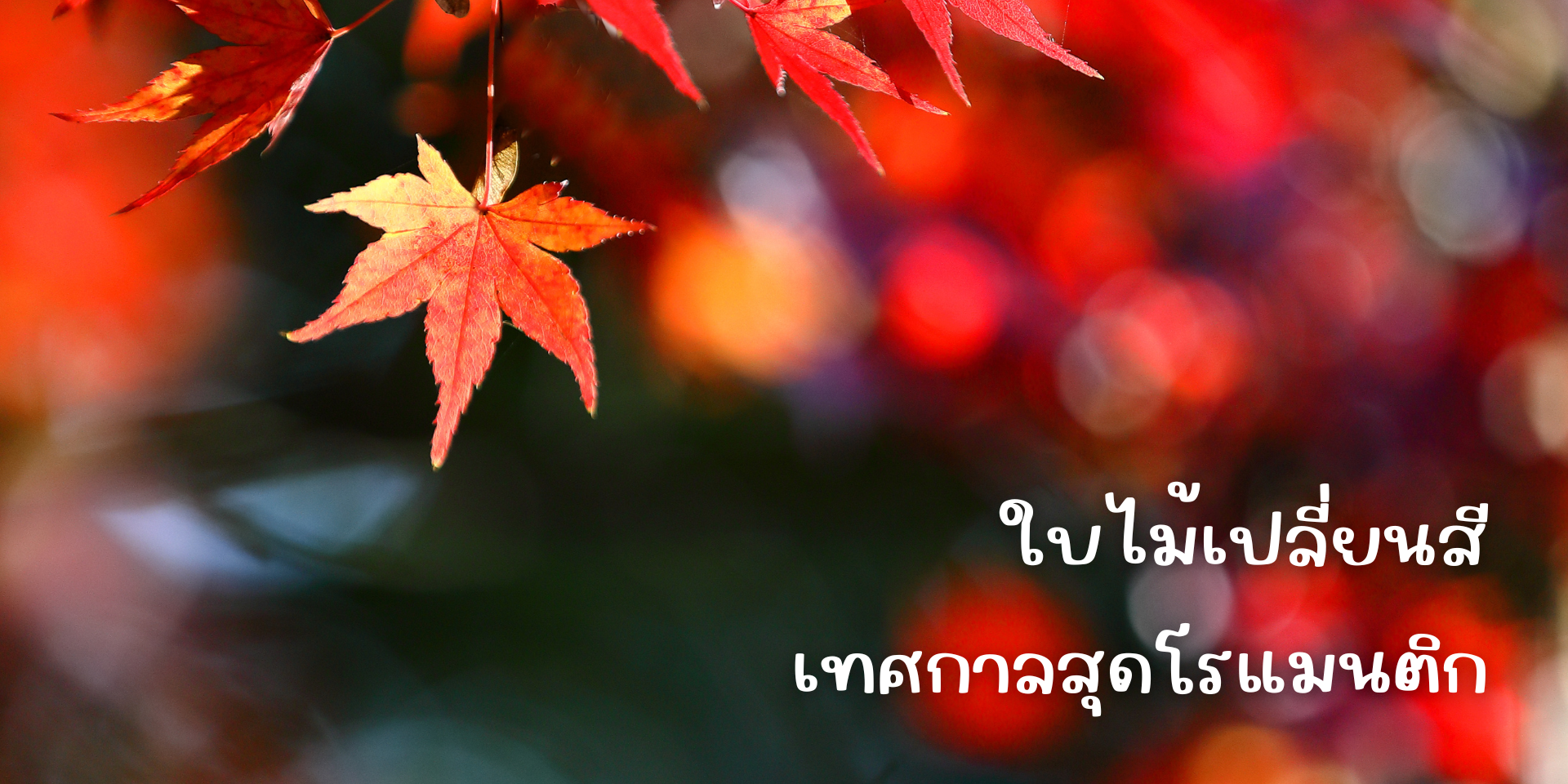 พยากรณ์สถานที่ใบไม้เปลี่ยนสี ญี่ปุ่น 2024